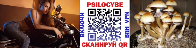 Псилоцибиновые грибы Cubensis  Калязин 